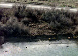 An aerial view shows the area of Columbia Park where Kennewick Man was found in July 1996.