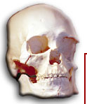 Kennewick Man Virual Interpretive Center